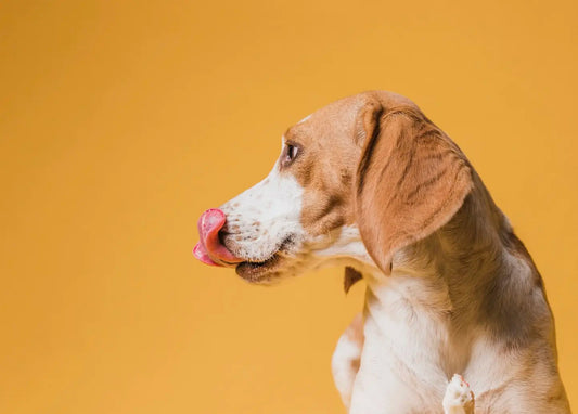 Healthy and Natural: Best Dog Treats for Dogs