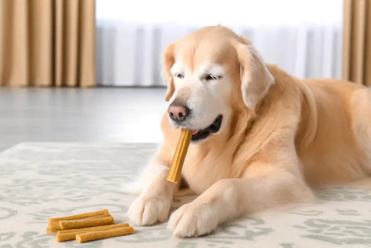 dog with yak milk chews