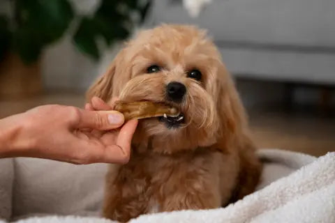 Making Homemade Dog Treats: Tips and Tricks