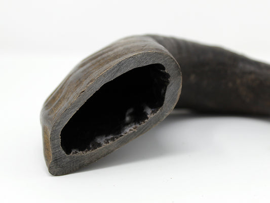 Buffalo horn chews for your pet dog - A Definitive Guide