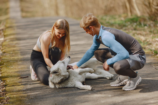 Top 10 sources of protein for your dog